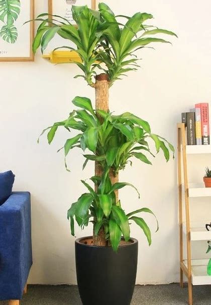 家裡植物|10種室內大型植物推薦！耐陰好養、風水招財，沒陽光。